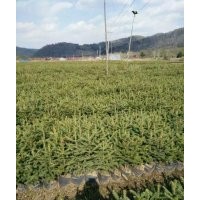 30-60公分云杉苗、紅松苗、樟子松苗，量大有現(xiàn)貨