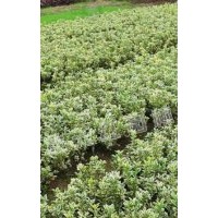 供應(yīng)丹桂、紅花檵木、枇杷、金邊黃楊