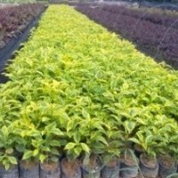 金葉假連翹小袋苗供應(yīng)商