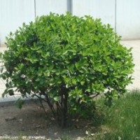 大量供應優(yōu)質冬青苗