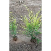 營養(yǎng)缽金葉榆 北美海棠 櫻花 玉蘭 白皮松 果槐 白臘