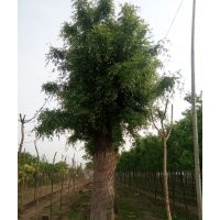 皂角樹價(jià)格