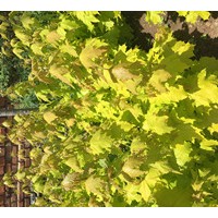 普林斯頓黃金楓