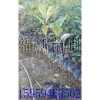 紅葉石楠小袋苗 紅葉石楠杯苗 紅葉石楠小苗