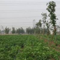 鑫森源_七葉樹_七葉樹供應(yīng)