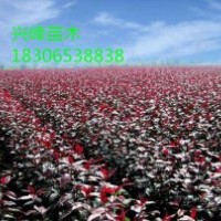 北美海棠苗長(zhǎng)彎了怎么辦、臨沂濱河苗木給你支招