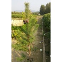 云杉苗云杉營(yíng)養(yǎng)杯