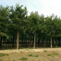 國槐各種規(guī)格大量出售