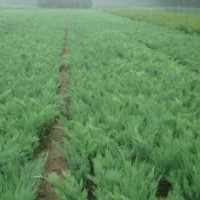 河北大地自產自銷-沙地柏-低價銷售