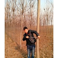 楸樹7公分5公分@河南楸樹7公分@6公分楸樹