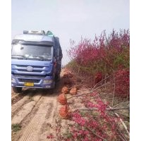 低價(jià)專供：紫葉矮櫻，紅葉碧桃，紅葉李，紫葉李