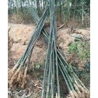 低價(jià)專供：國槐， 雙季槐，速生國槐，金枝槐