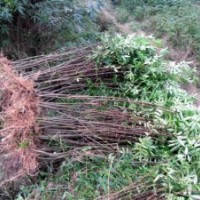 山西花椒苗基地=絳縣大紅袍花椒苗基地