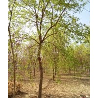 柳樹價(jià)格