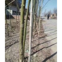 出售大量國槐，白蠟1-6公分