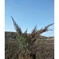 出售沙地柏量大