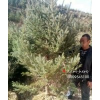 固原苗木18009545100