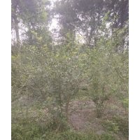 小葉女貞毛籠子