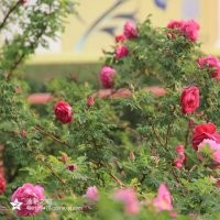 平陰四季玫瑰，豐花一號(hào)