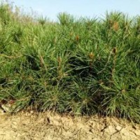 30-50營養(yǎng)袋白皮松