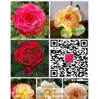 大花月季，豐花月季，藤本月季，冬青（大葉黃楊），衛(wèi)矛