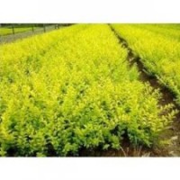 內(nèi)蒙金葉蕕基地