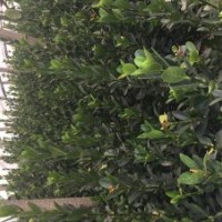 月季花、大葉黃楊、衛(wèi)矛