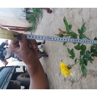 大量出售自家月季花 低于市場(chǎng)價(jià)格