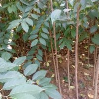 杜仲樹苗最新價格1-2年杜仲樹苗苗圃直銷