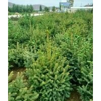 甘肅云杉內(nèi)蒙云杉西藏云杉甘肅西北云杉