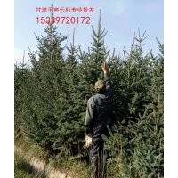 甘肅2米2.5米3米云杉-甘肅青海云杉