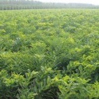 皂角苗大量出售