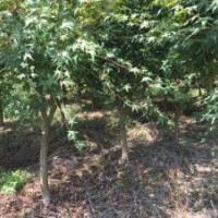 自家種的苗木、占地樹苗、紅葉石楠7-11公分80-100分支2500棵處理