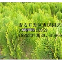 山東泰安帶營養(yǎng)缽側(cè)柏小苗批發(fā)價(jià)格