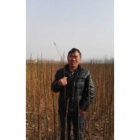 低價處理100萬株150高苦楝