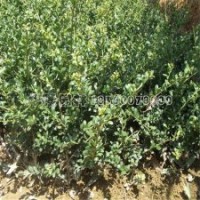 龜甲冬青小苗的產(chǎn)地、價(jià)格及照片