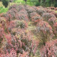 產(chǎn)地直銷紫葉小檗苗，0.45元一棵