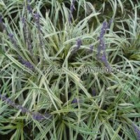 金邊麥冬哪里有賣，多少錢能買到