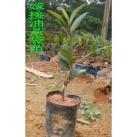 嫁接油茶苗 嫁接油茶袋苗 嫁接油茶容器苗