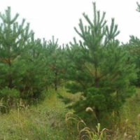 刺槐 法桐 華山松 紫葉李 矮櫻