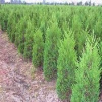 綠化苗木基地直銷檜柏樹苗大小規(guī)格齊全