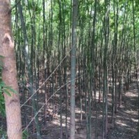 自家種植 旱柳 白蠟