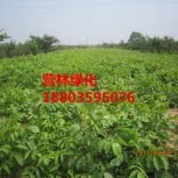 供應(yīng)山西10-15公分核桃苗小苗價(jià)格