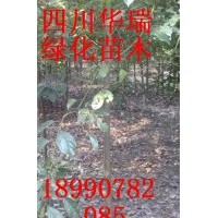 3、4、5大葉樟大量供應(yīng)