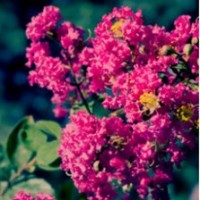 供應(yīng)紫薇樹