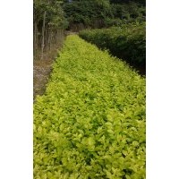 大量供應(yīng)金葉女貞