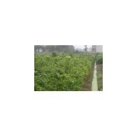 無(wú)患子供應(yīng)//批發(fā)無(wú)患子小苗//江西無(wú)患子苗木價(jià)格批發(fā)