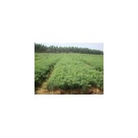 供應杉木小苗、造林苗木