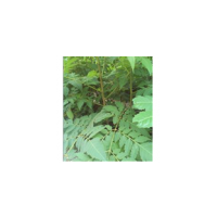 批發(fā)欒樹(shù)小苗、黃山欒樹(shù)小苗價(jià)格