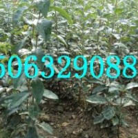 臨沂流蘇苗，山東油根子苗，流蘇種子，流蘇樹樁